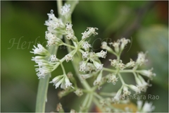 Mikania micrantha